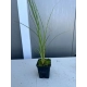 TRAWA MISKANT chiński graziella - sadzonki 20 / 40 cm